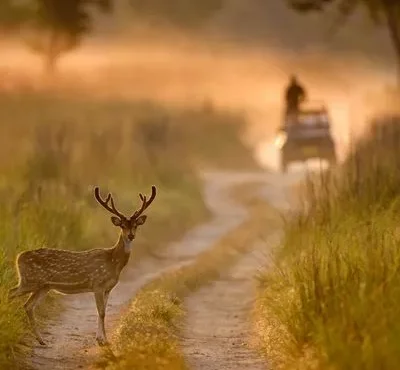 Jim Corbett Safari Tour Package